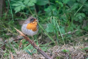 Rotkehlchen