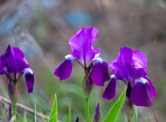 Delicate blue iris flowers on a flower bed in the park. Irises - summer butterfly. Spring Flowers. Close up of purple Japanese iris flowers.