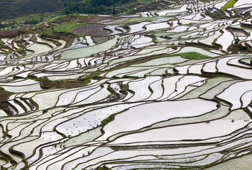 Panoramic view of terraced rice fields in Yuanyang county, Yunnan province of China