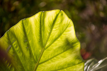 Leaves nature green Dobrota Montenegro trip travel journey Summer Spring leaf