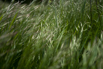 Grass