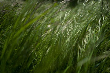 Grass