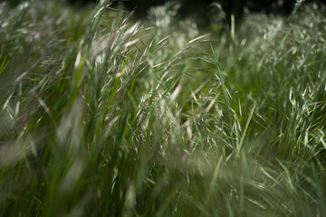 Grass