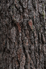 Fototapeta premium Background texture of tree bark. Old wood dry bark of the tree.