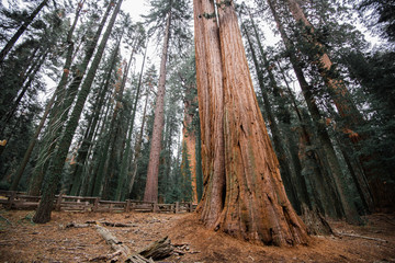 Giant sequoia trees towering above the ground in Sequoia National Park, California on a foggy afternoon