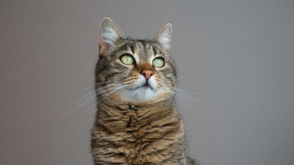 Portrait of a cat. Copy space for advertising. Negative space.