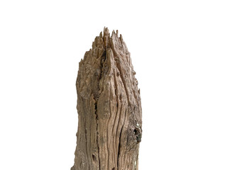 tree trunk isolated on white