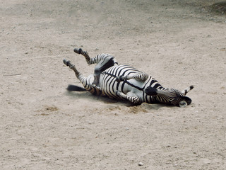 Zebra