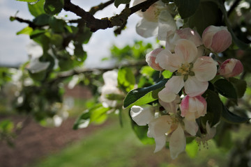Apple blossom, spring in the orchard.