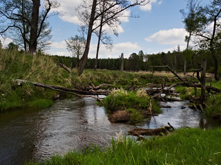 Wild river, fallen tree trunks. Mala Panew.