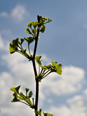 Twig and gingko leaves against the sky. 
Ginkgo biloba.