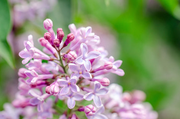 Flowering sprig of lilac delicate color