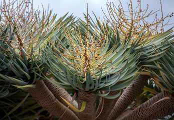Fruit and berries of the Dragon Tree, also know as dracaena draco