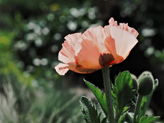 Large pink poppies in the spring garden.