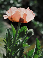 Large pink poppies in the spring garden.