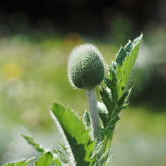 Bud of the big pink poppy.