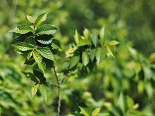 Young hornbeam leaves, green background.