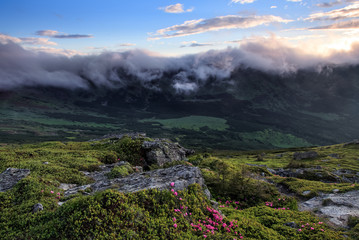 Natural landscape. Morning scenery of meadows with blooming rhododendron, high mountains and fog. Majestic summer scenery.