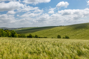 Looking out over green wheat fields in Sussex, on a sunny day