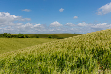 Looking out over green wheat fields in Sussex, on a sunny day