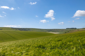 Looking out over green wheat fields in Sussex, on a sunny day