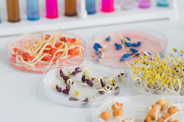 Herbicide-treated corn, suflowers, chick-pea seeds in a Petri dish and sprouted seeds on a table with test tubes