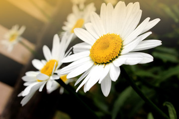 white daisies near the fence in the sunlight