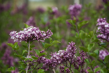 lavender flowers in the field