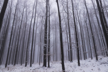 View of a winter oak forest that plunges into the white darkness. On the top of Prasiva mountain, czech republic, europe. Tall bare deciduous trees add a gloomy and sad mood