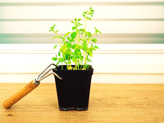 Front view of basil seedlings with gardening tools on wooden table. Home garden and eco concept. Selective focus