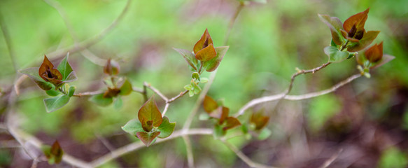 Green leaves on a branch-close-up. Beautiful summer background. Sunshine