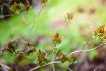 Naklejka na ściany i meble Green leaves on a branch-close-up. Beautiful summer background. Sunshine