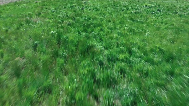 aerial view of racing through field of poppies and daisies and meadow