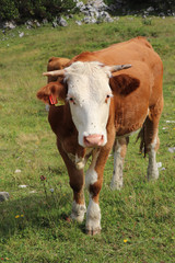 Fototapeta na wymiar Cute Pinzgauer cattle cow grazes on alpine meadows near Salzburg, Austria. Brown-white female has two small horns. The best and highest quality milk. Europe pasture