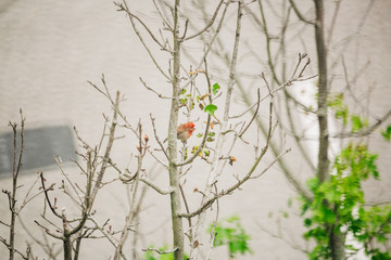 Red Bird Sitting in a Tree