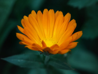 Orange Marigold flower growing