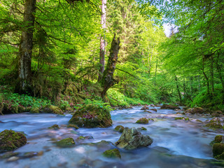 Obraz premium Bavarian wild river with surrounding green forest nature landscape