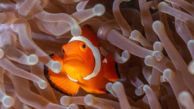 Clownfisch Nemo in Anemone beim Tauchen auf den Philippinen