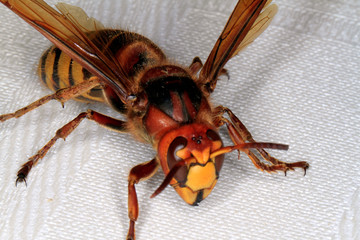 Hornet, Vespa crabro, Insect, Fold wasp, Thuringia, Germany, Europe