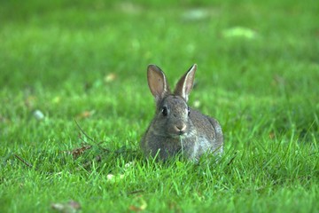 rabbit in the grass