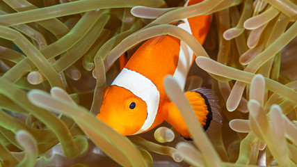 Clownfisch Nemo in Anemone beim Tauchen auf den Philippinen