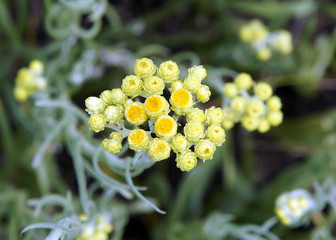 Helichrysum arenarium immortelle