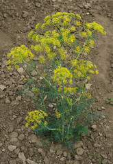 Dill on vegetable beds