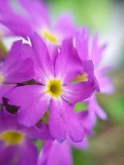 Naklejka premium close up of a pink flower