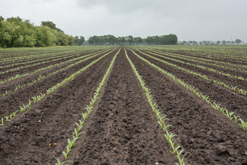 Fototapeta na wymiar Long rows of young maize plants towards the horizon on a field
