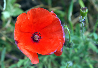 Field poppy or red poppy