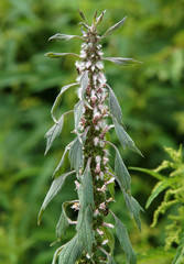 Inflorescence of Leonurus glaucescens