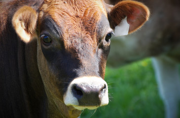 animal farm brown cow dairy product agriculture