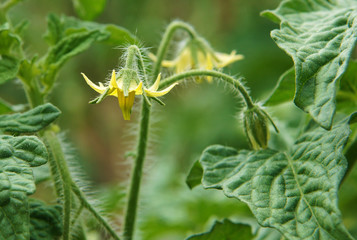 Flowers of tomatoes