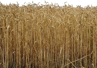 Field of ripe wheat